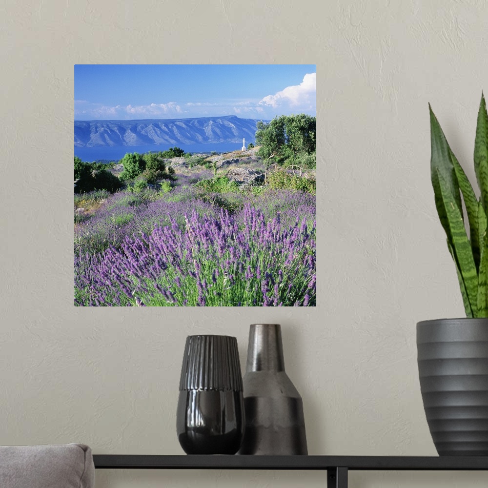 A modern room featuring Croatia, Dalmatia, Hvar island, Typical lavender fields towards Brac island