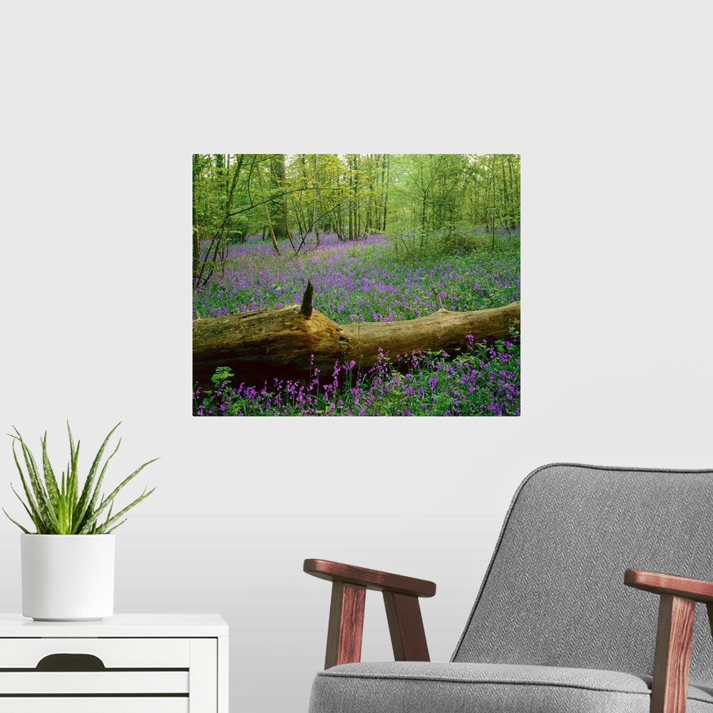 A modern room featuring England, Bluebell flowers in forest