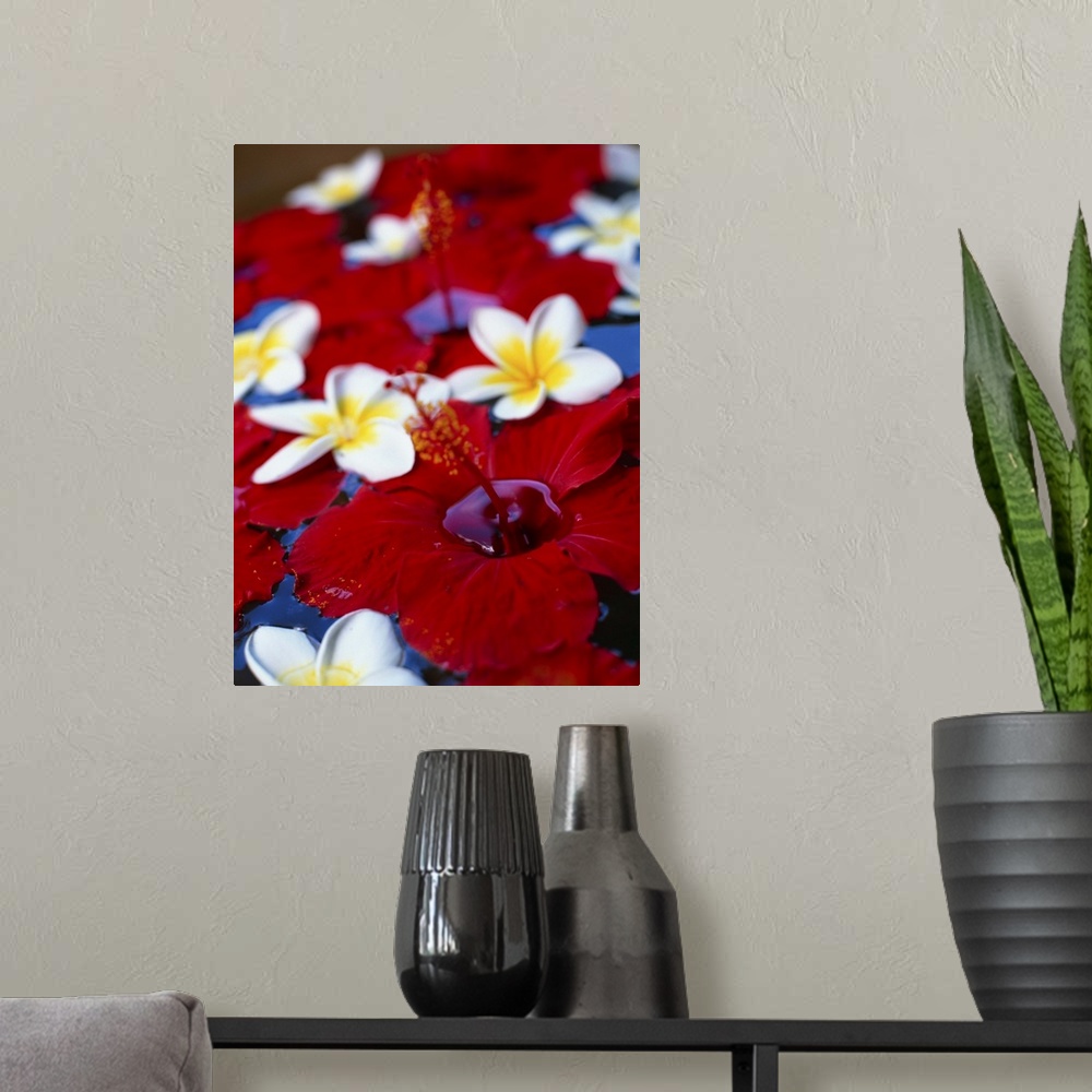 A modern room featuring Floating flowers, White Plumeria