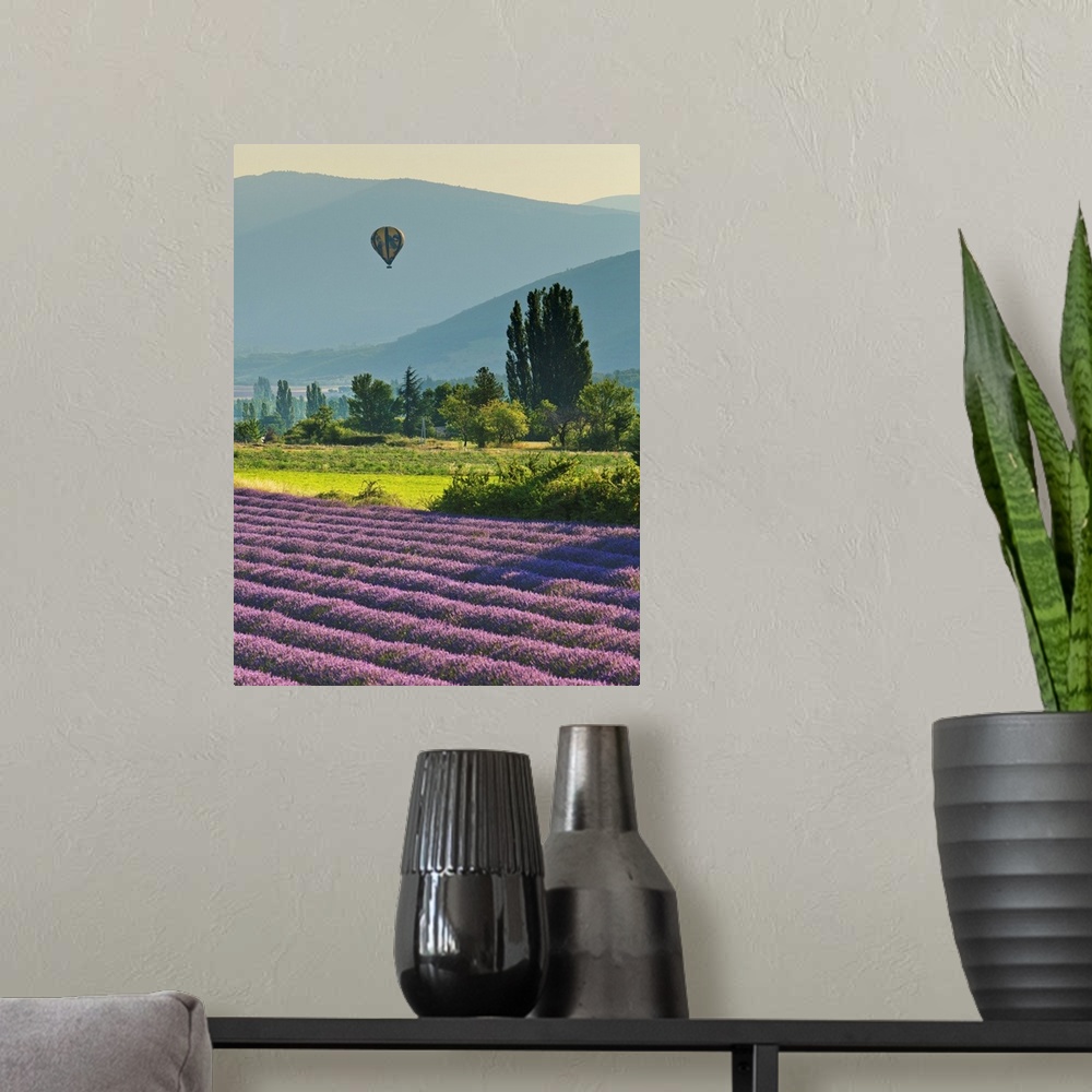 A modern room featuring France, Provence-Alpes-Cote d'Azur, Provence, Banon, Hot air balloon flying at sunset over lavend...