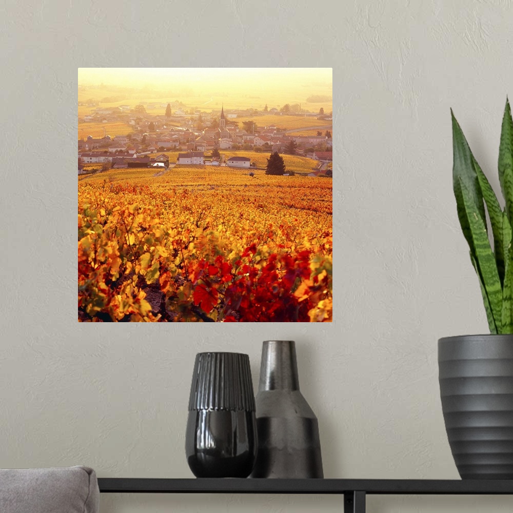 A modern room featuring France, Burgundy, Bourgogne, Vineyards and Fleurie village