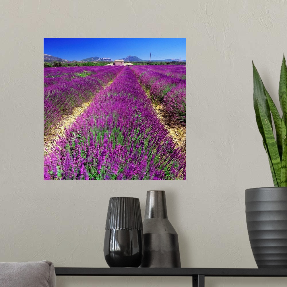 A modern room featuring France, Provence-Alpes-C..te d'Azur, Saint-Jurs, Lavender fields