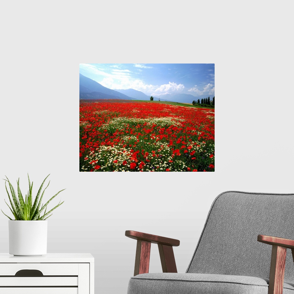 A modern room featuring France, Provence, Meadow of poppies and daisies