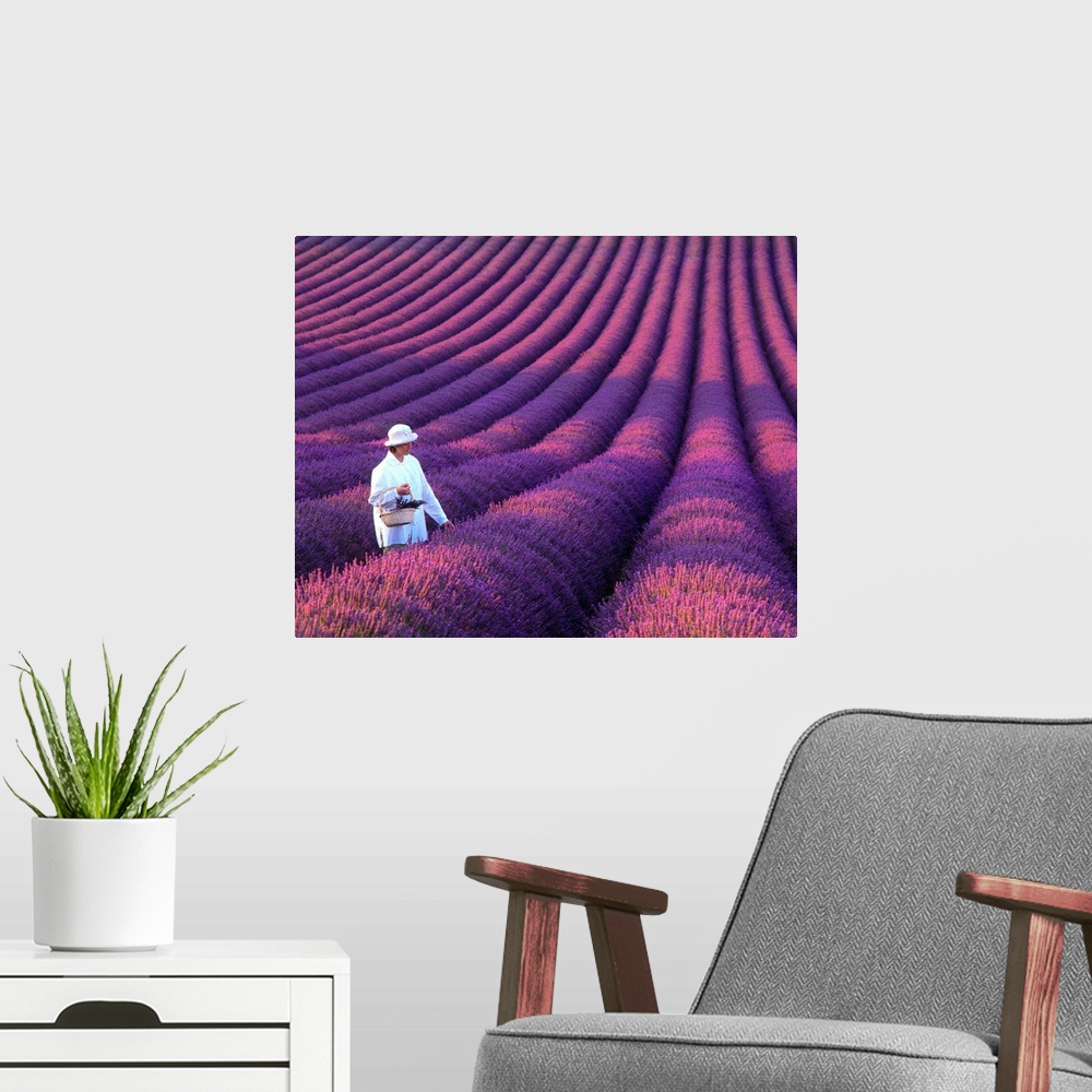 A modern room featuring France, Provence, Valensole, girl in lavender field