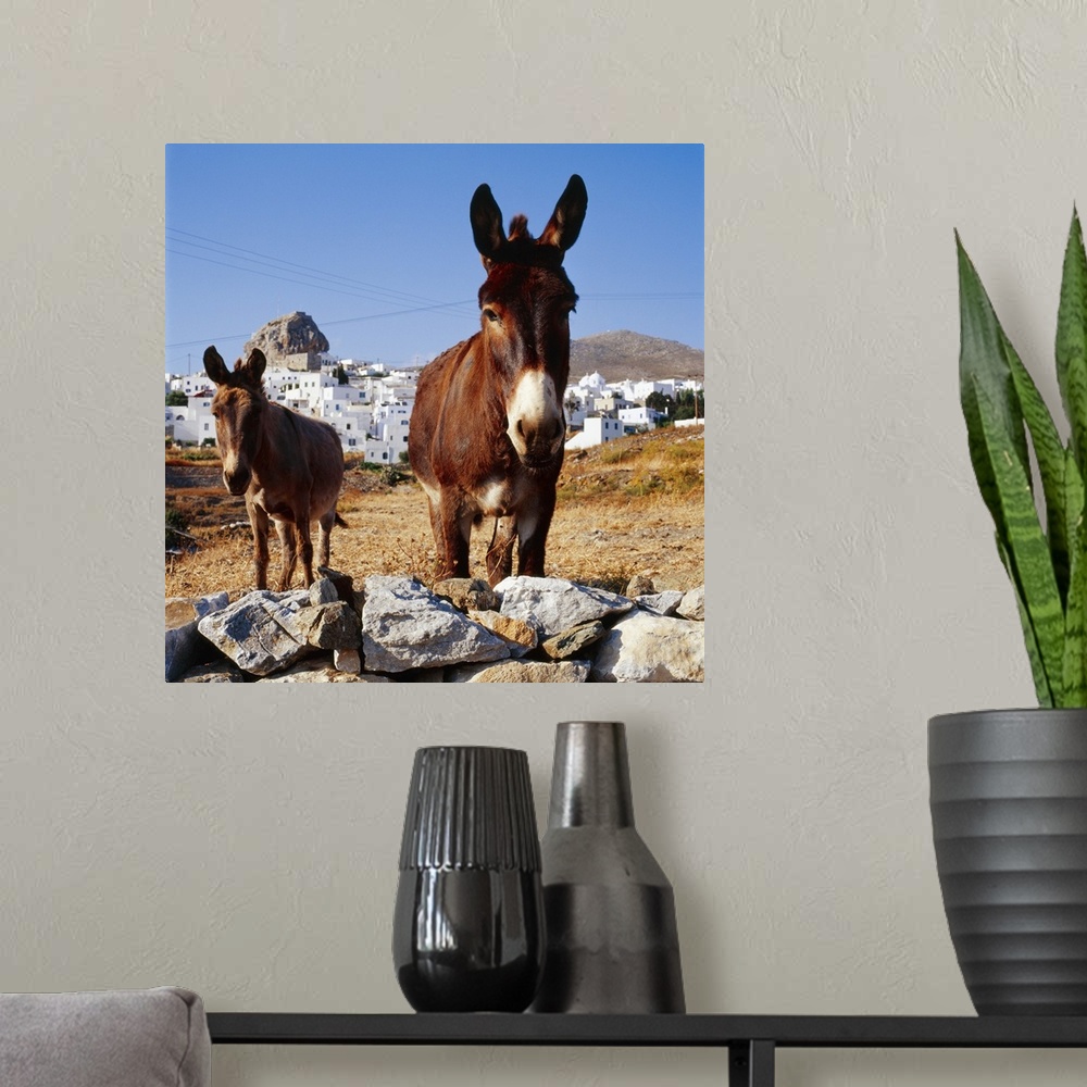 A modern room featuring Greece, Cyclades, Amorgos, Donkeys and Hora town in background