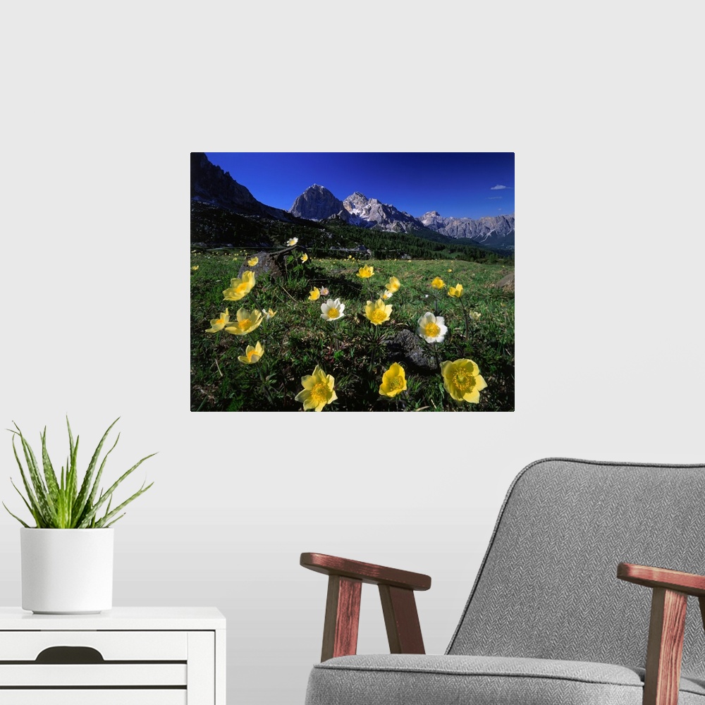 A modern room featuring Italy, Dolomites, anemone Alpina meadow and Tofane in background