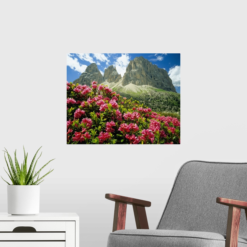 A modern room featuring Italy, Dolomites, Rhododendron Ferrugineum and Sassolungo (Langkofel)
