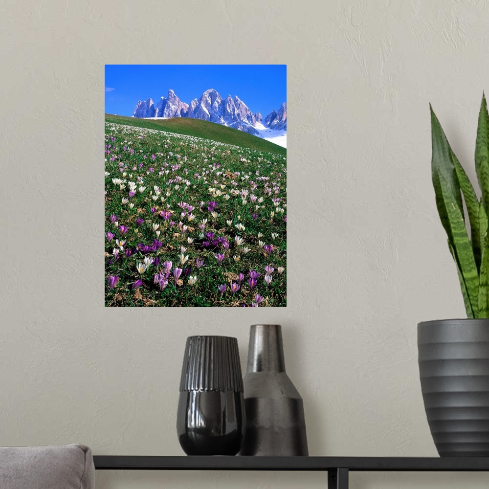 A modern room featuring Italy, Dolomites, Val di Funes, Crocus meadow and Odle Range (Geisler Gruppe)