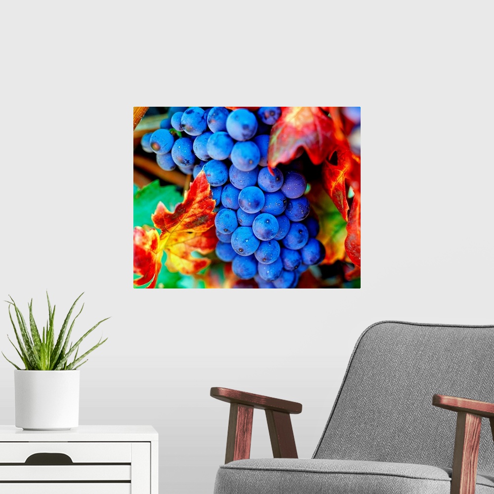 A modern room featuring Italy, Grapes