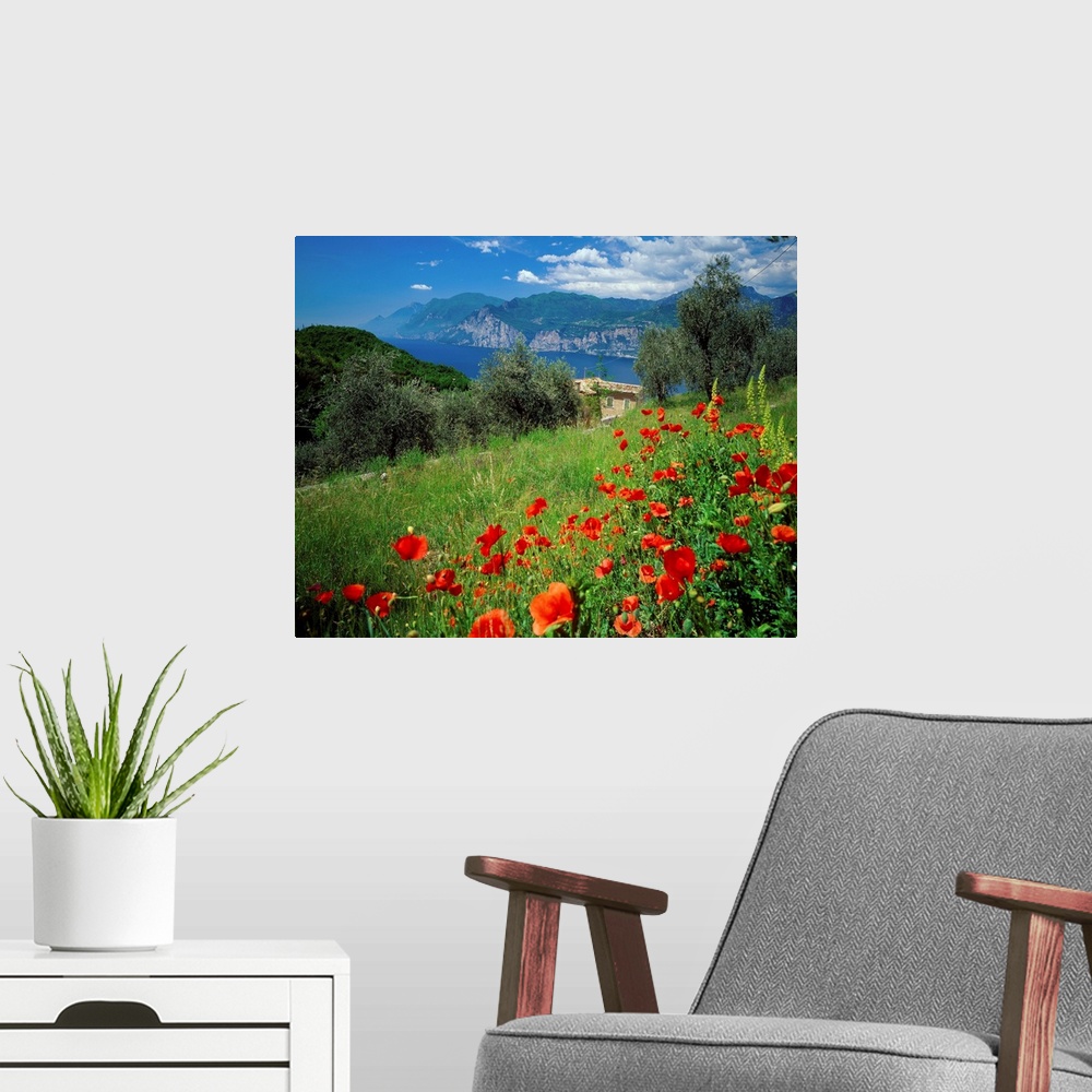 A modern room featuring Italy, Lake Garda, Malcesine, Malcesine, view over the lake, poppies nearby