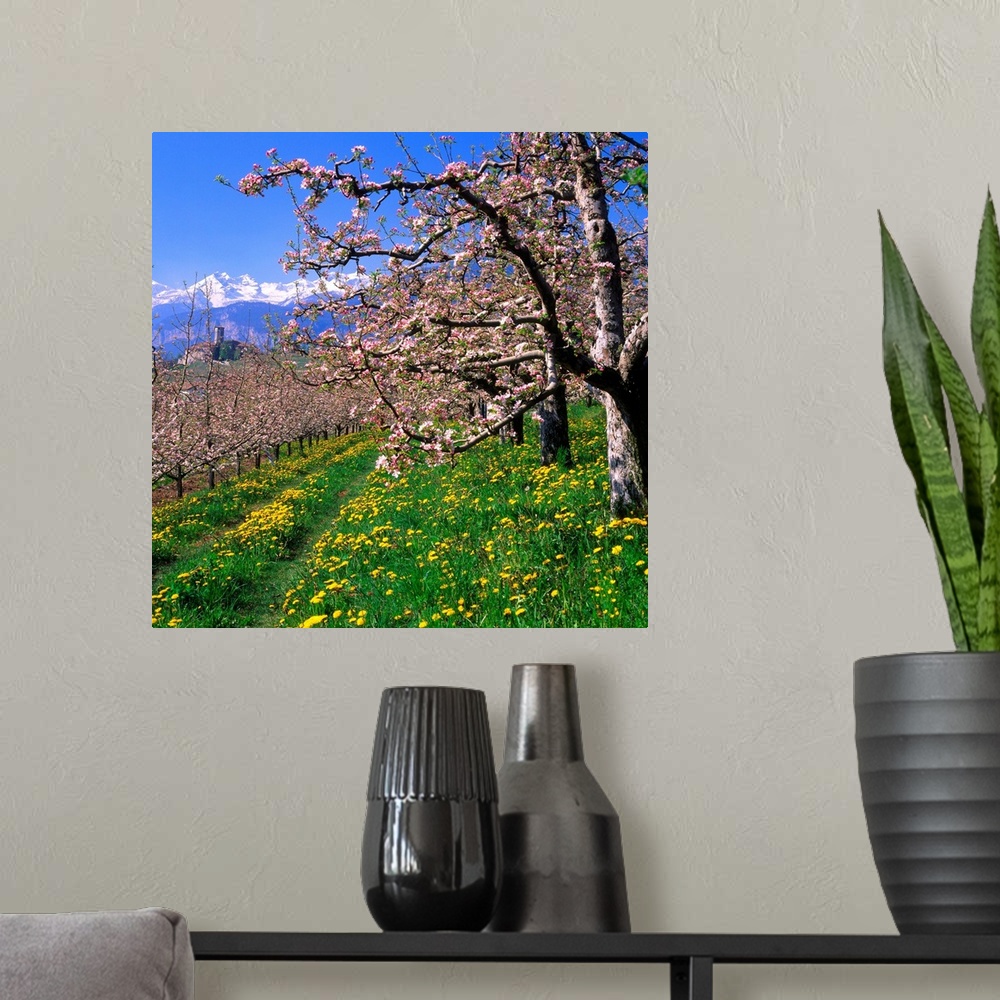 A modern room featuring Italy, Trentino, Apple orchard, Castel Valer towards Gruppo di Brenta