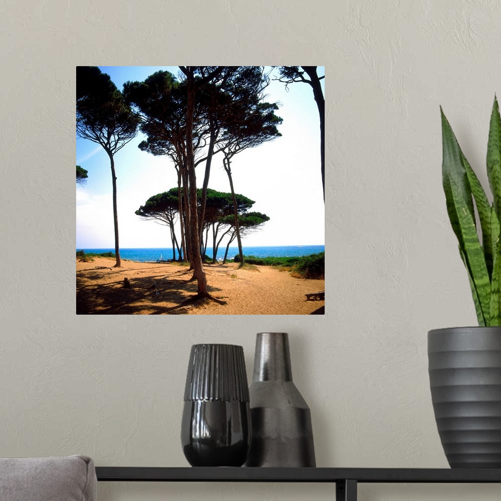 A modern room featuring Italy, Tuscany, Golfo di Baratti, pine forest