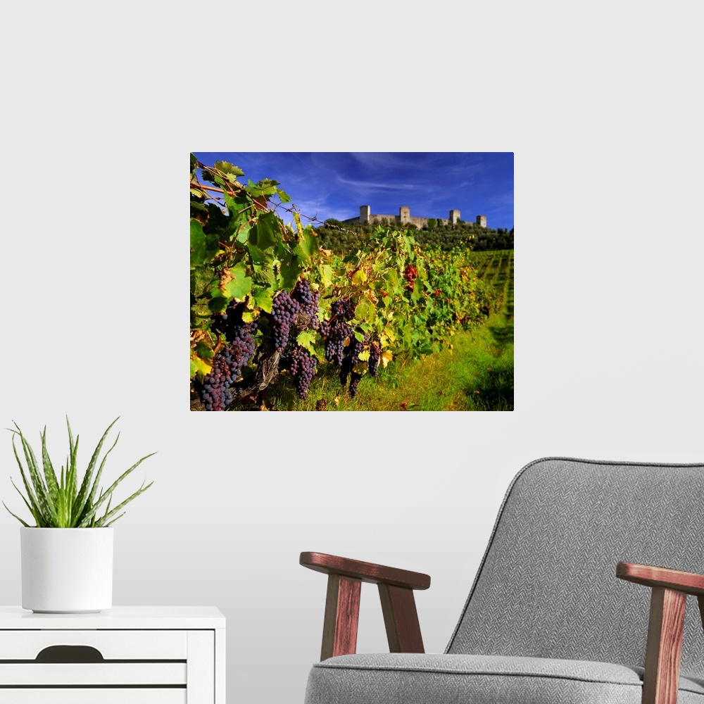 A modern room featuring Italy, Tuscany, Monteriggioni, Chianti vineyards