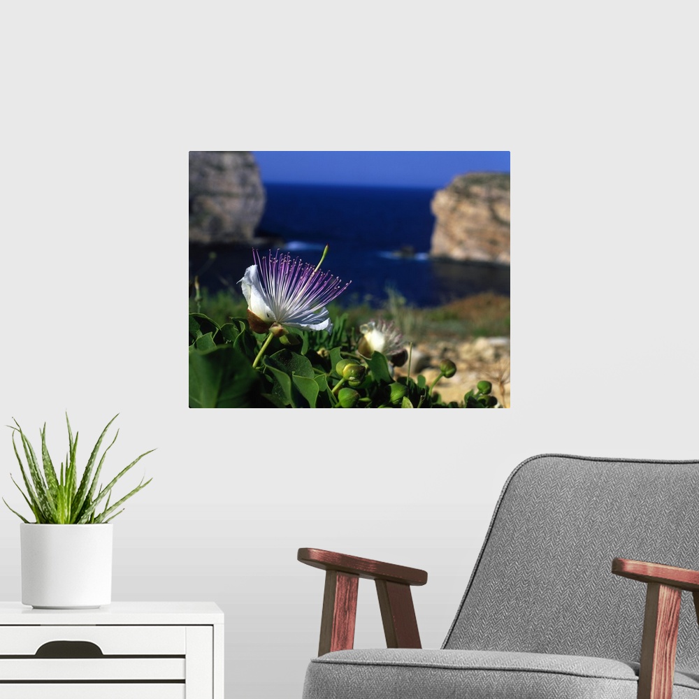 A modern room featuring Malta, Gozo, Dwejra bay, capers and flowers