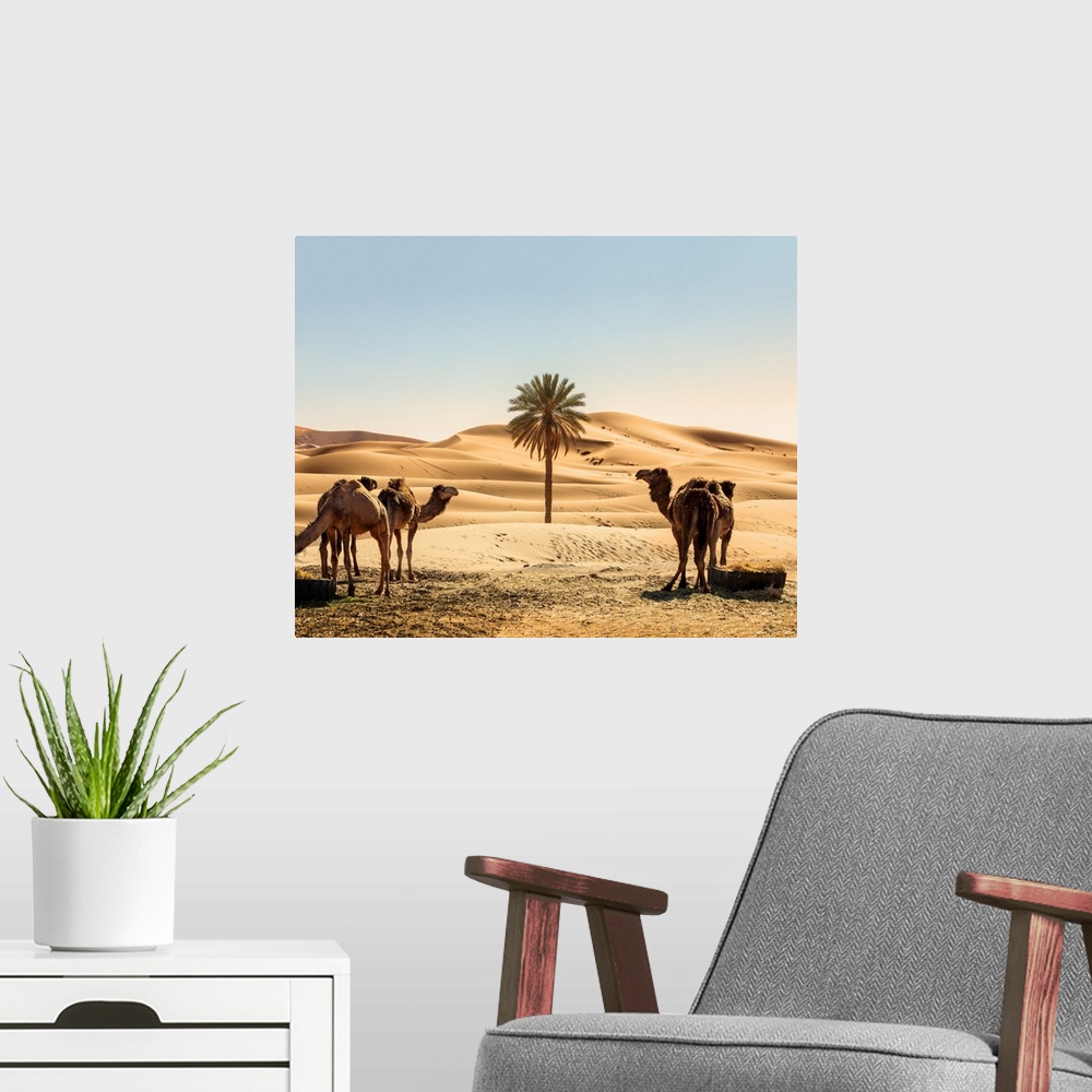 A modern room featuring Morocco, South Morocco, Erg Chebbi Desert, Merzouga, Dunes d'Erg Chebbi. Camels and palm tree in ...