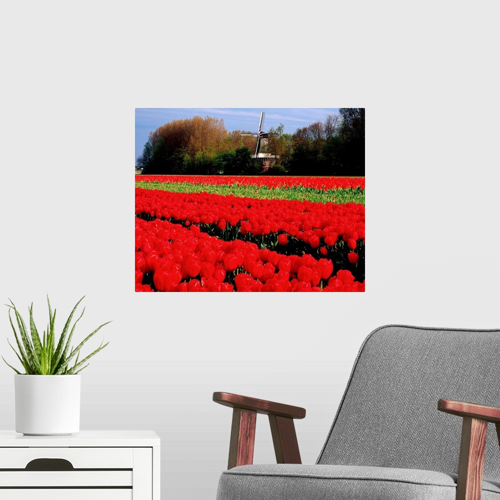A modern room featuring Netherlands, Tulip field and windmill