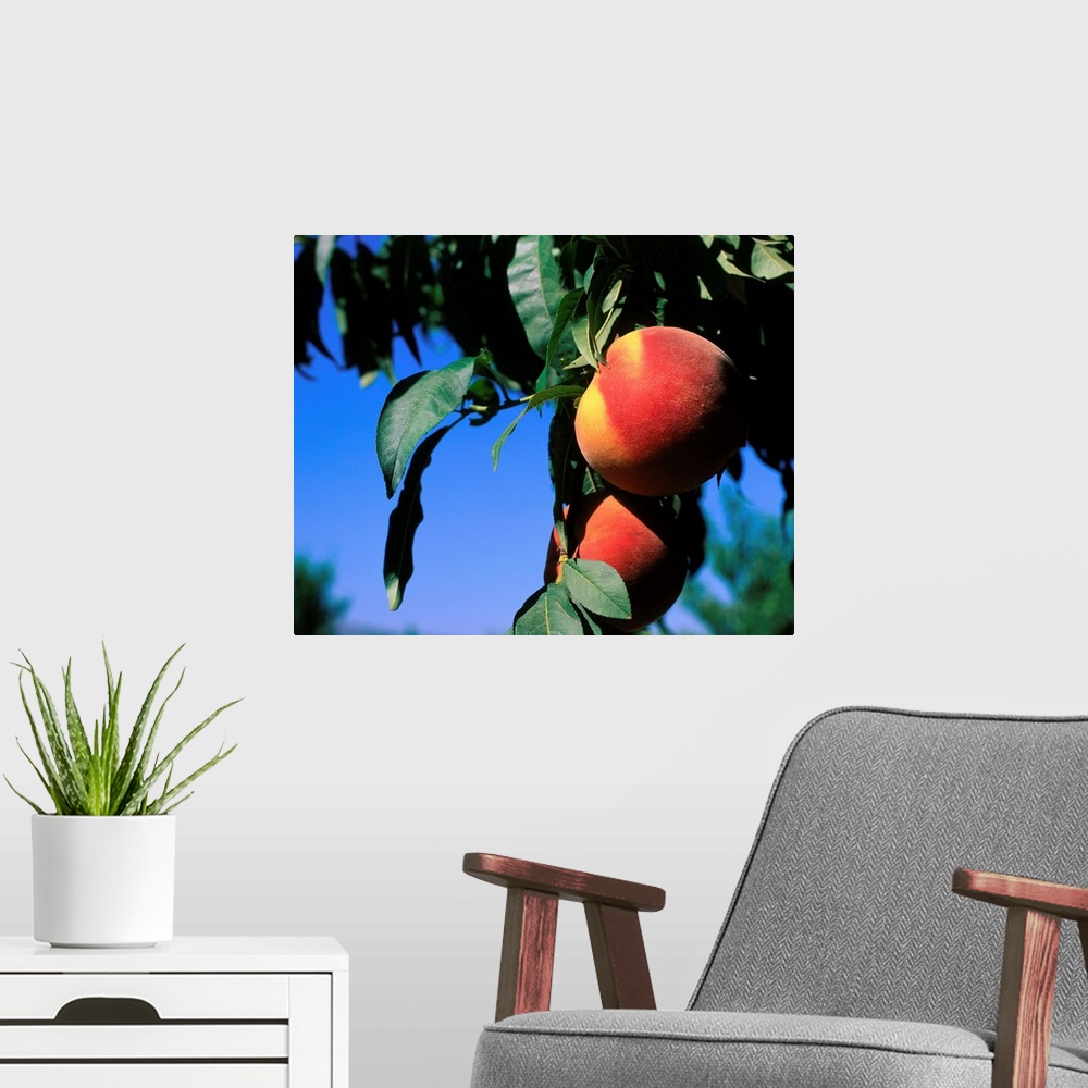A modern room featuring Peaches on tree