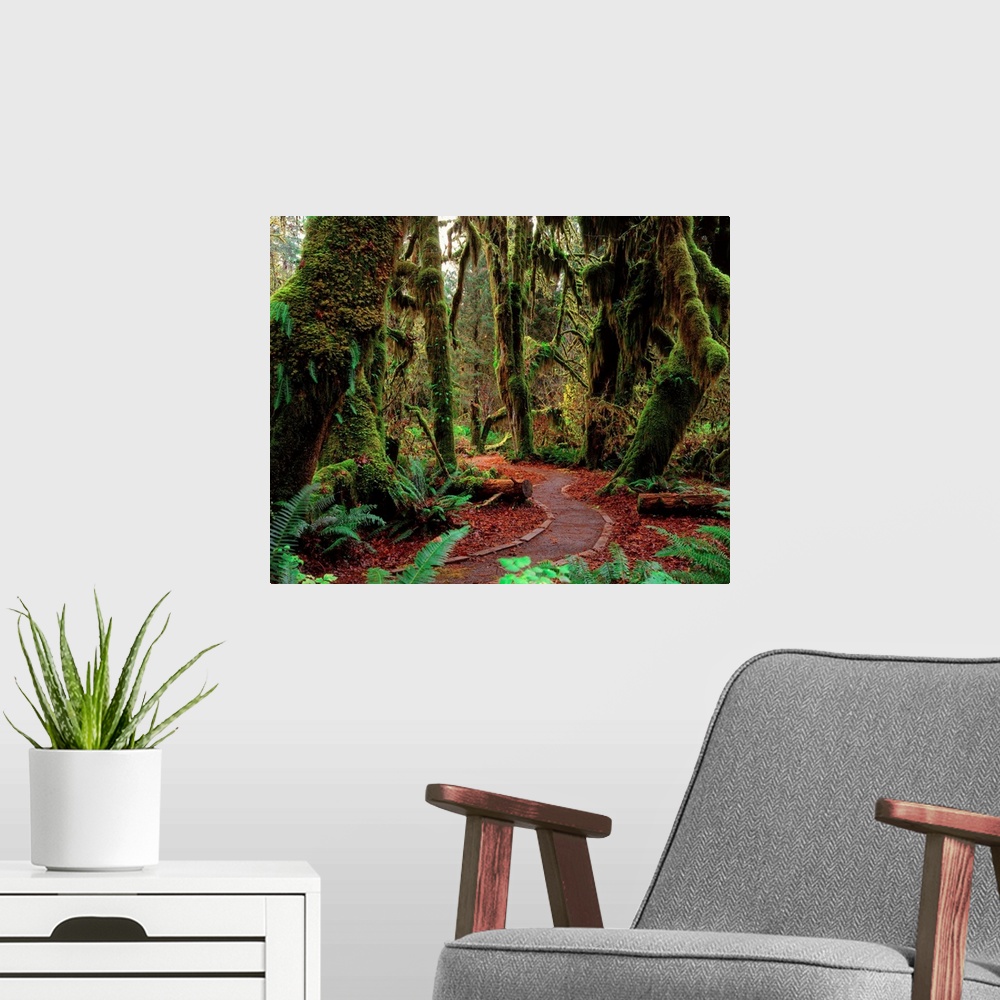 A modern room featuring United States, Washington State, Olympic National Park, rainforest
