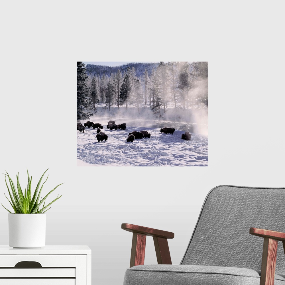 A modern room featuring United States, Wyoming, Yellowstone NP, Madison River, buffalos