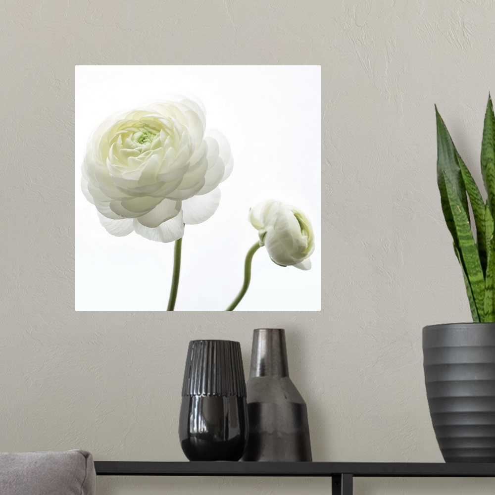 A modern room featuring Square photograph of white Persian Buttercups.