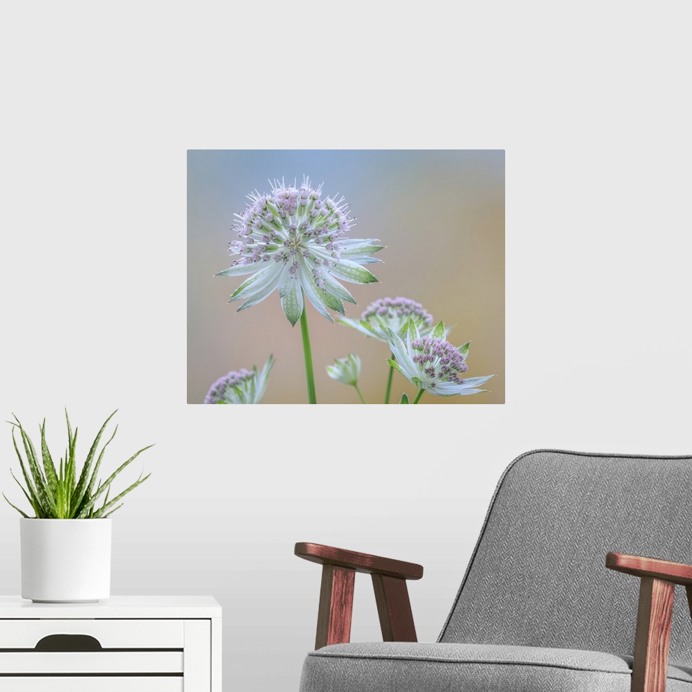 A modern room featuring Astrantia Blossoms II