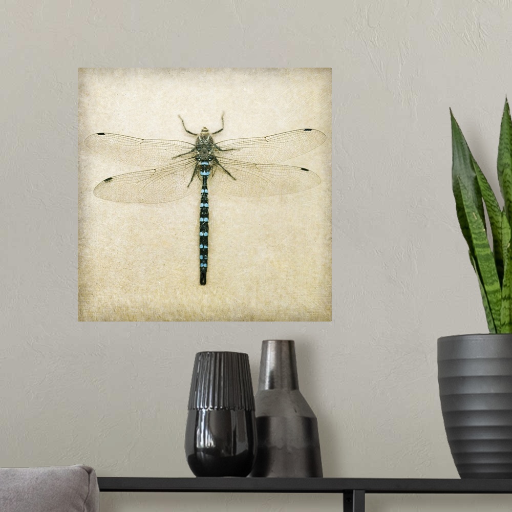 A modern room featuring Dragonfly I