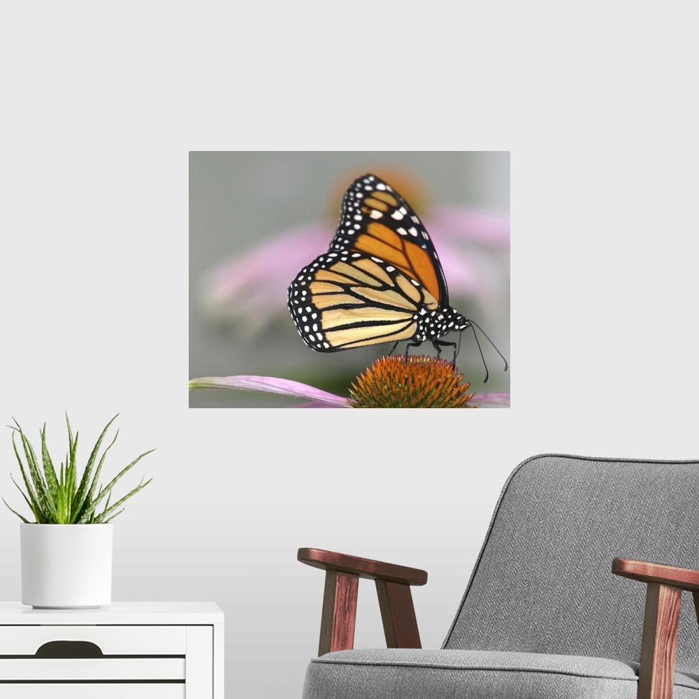 A modern room featuring A beautiful monarch butterfly.