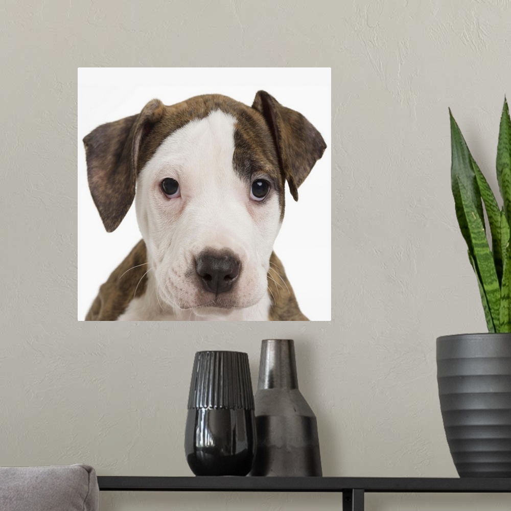 A modern room featuring A pitbull puppy