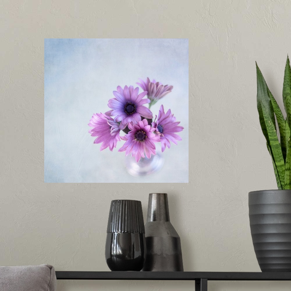 A modern room featuring African daisies or Osteoperumum flowers in glass vase.