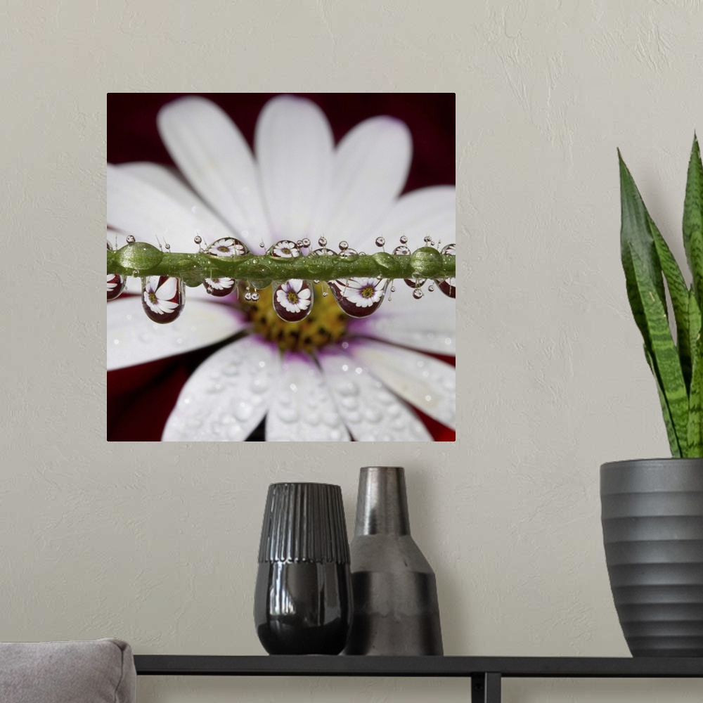 A modern room featuring African Daisy flower refracted in numerous tiny water drops on poppy flower stem.