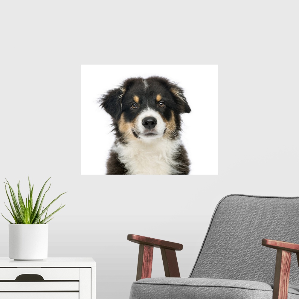 A modern room featuring Close-up of an Australian Shepherd (3 months old) looking at the camera