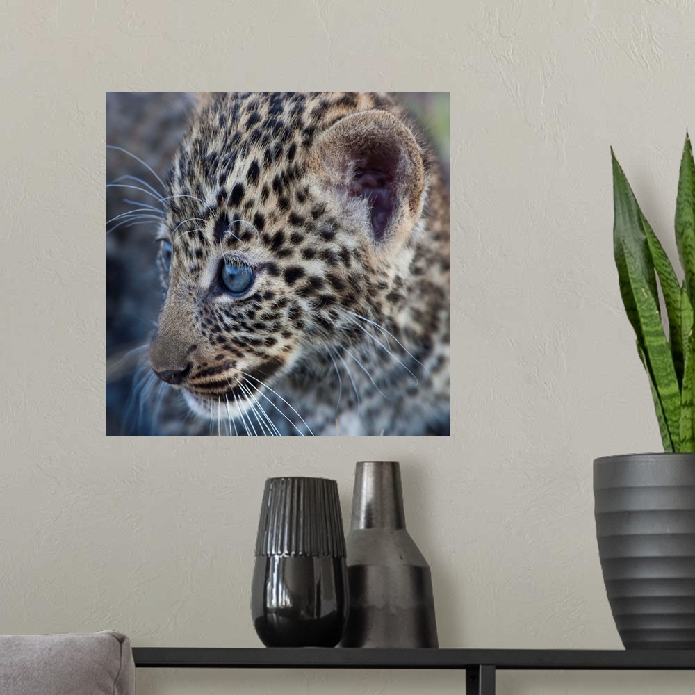 A modern room featuring Baby Blue Eyed Leopard Masai Mara, Kenya Africa