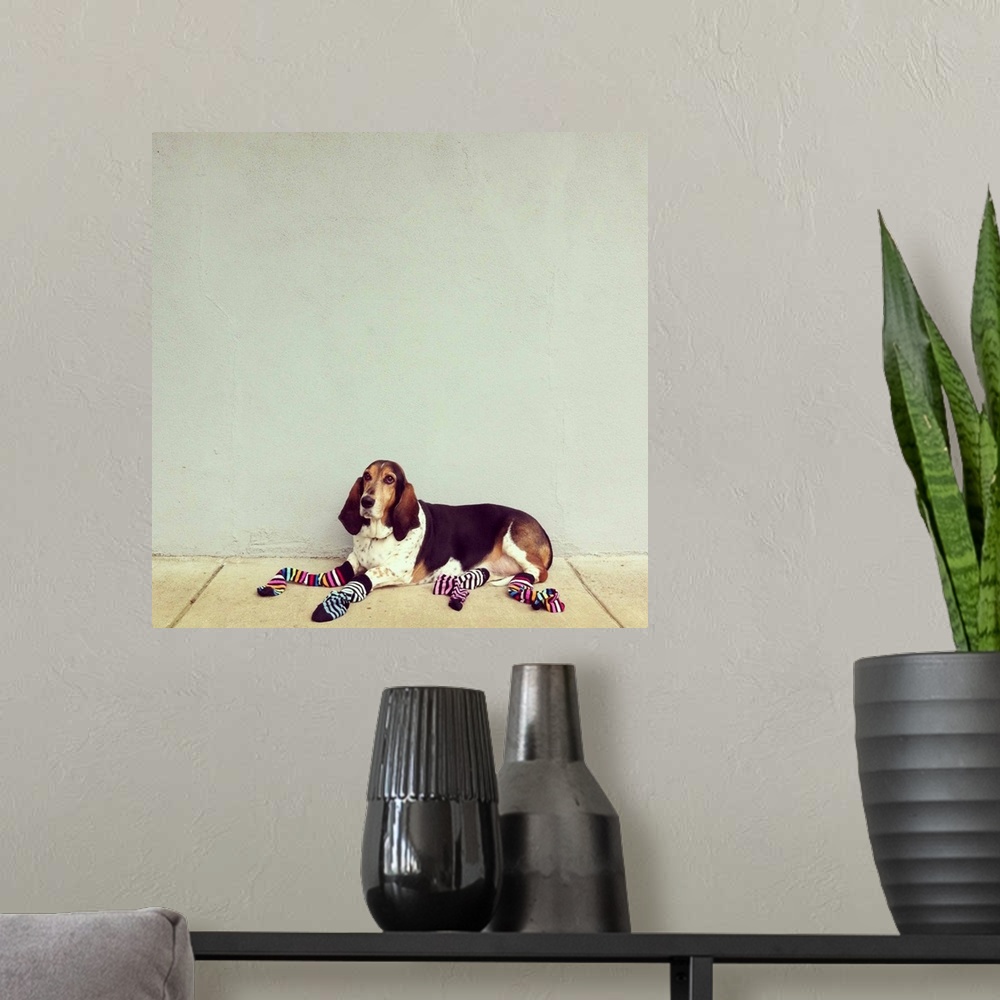 A modern room featuring Basset hound wearing colorful striped socks.