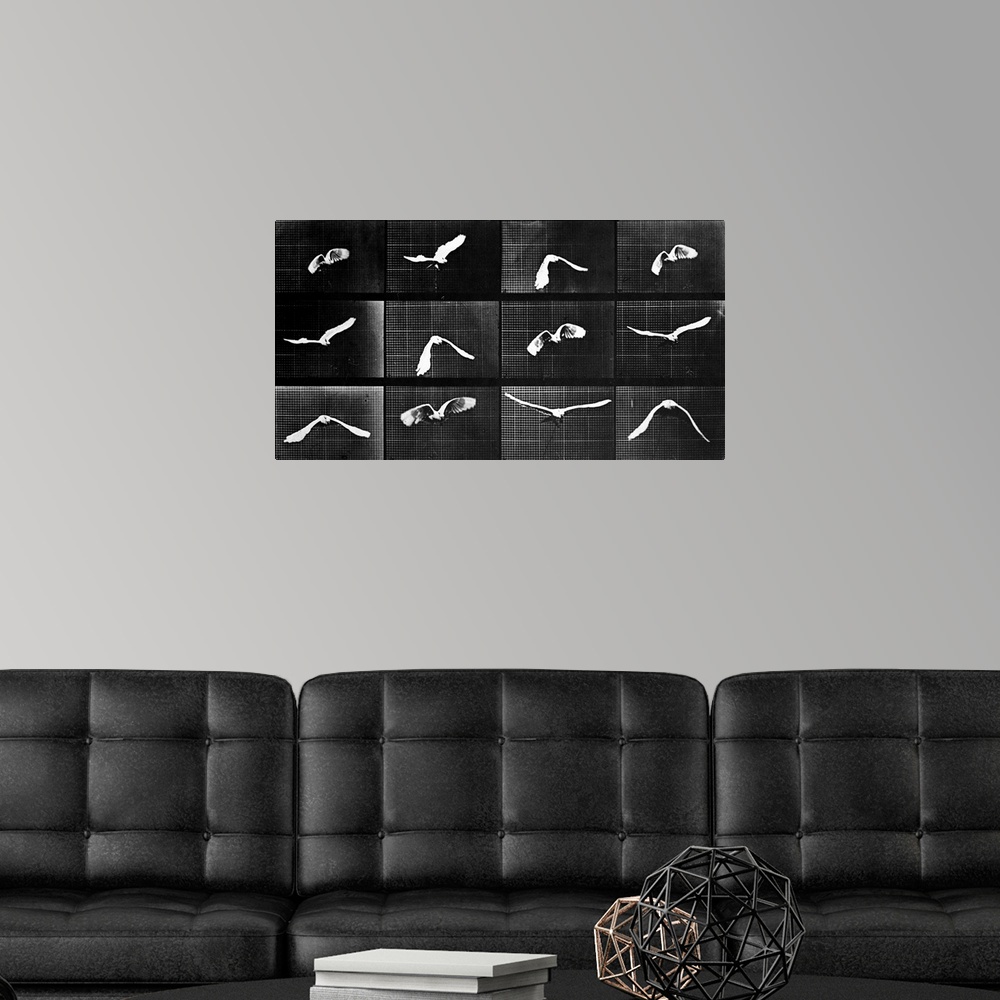 A modern room featuring A bird flies in a series of photographs depicting motion.