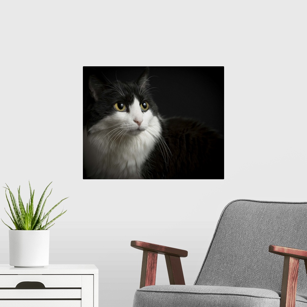 A modern room featuring Black and white cat, low-key on black background.  Yellow eyes, and long whiskers.