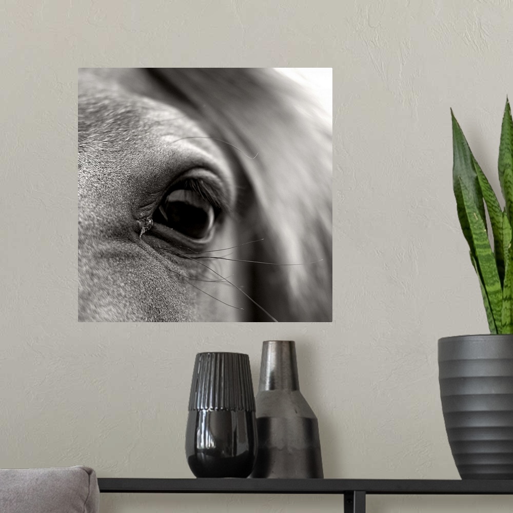 A modern room featuring Black and white close up of eye lashes of horse.