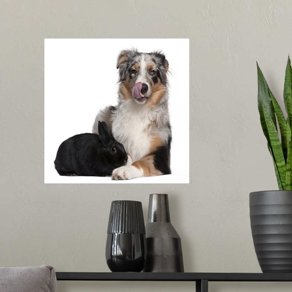 A modern room featuring Rabbit (1 year old) lying next to an Australian Shepherd (5 months old)