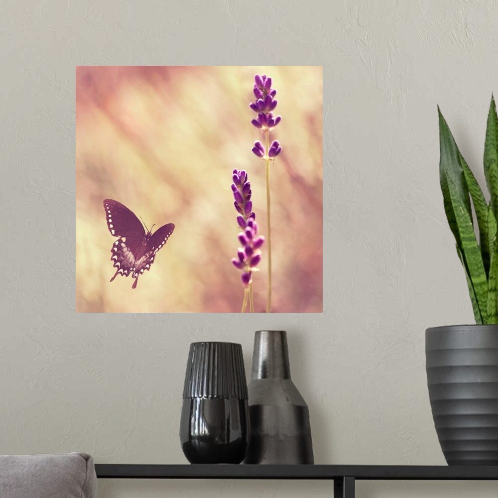 A modern room featuring Black swallowtail butterfly flying towards lavender.