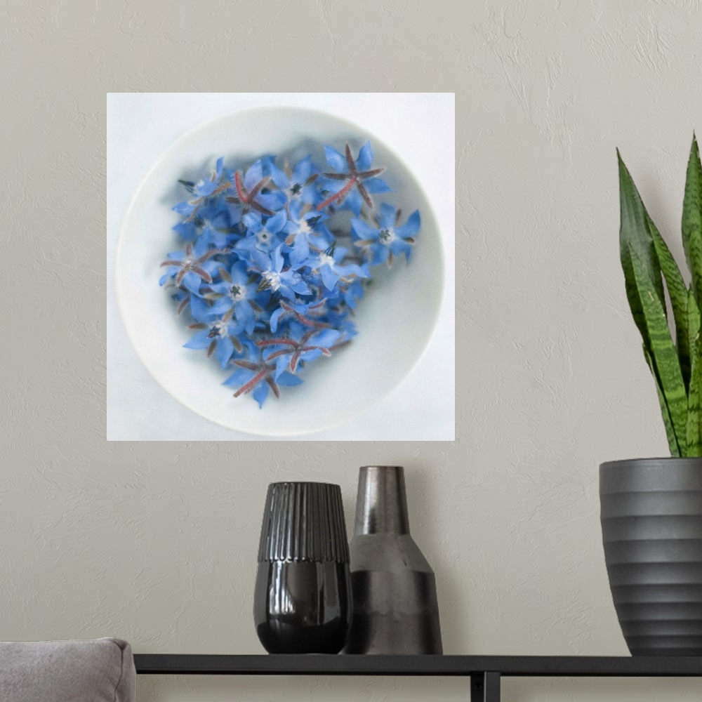 A modern room featuring Blue borage (borago officinalis) flowers in white bowl.