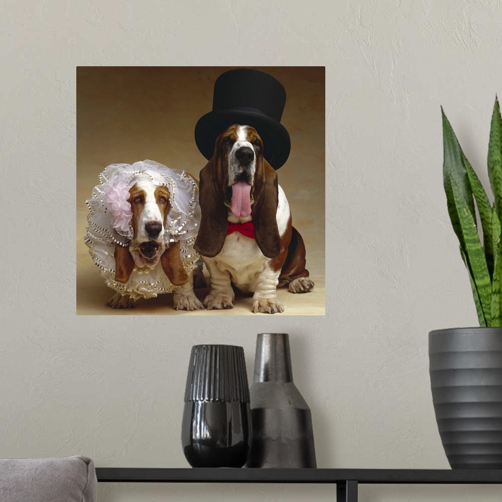 A modern room featuring Bride and groom Basset Hounds