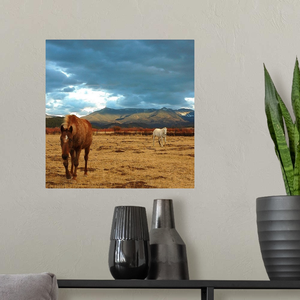 A modern room featuring brown horse and white horse in dry winter meadow in Truchas, New Mexico. landscape in the Sangre ...