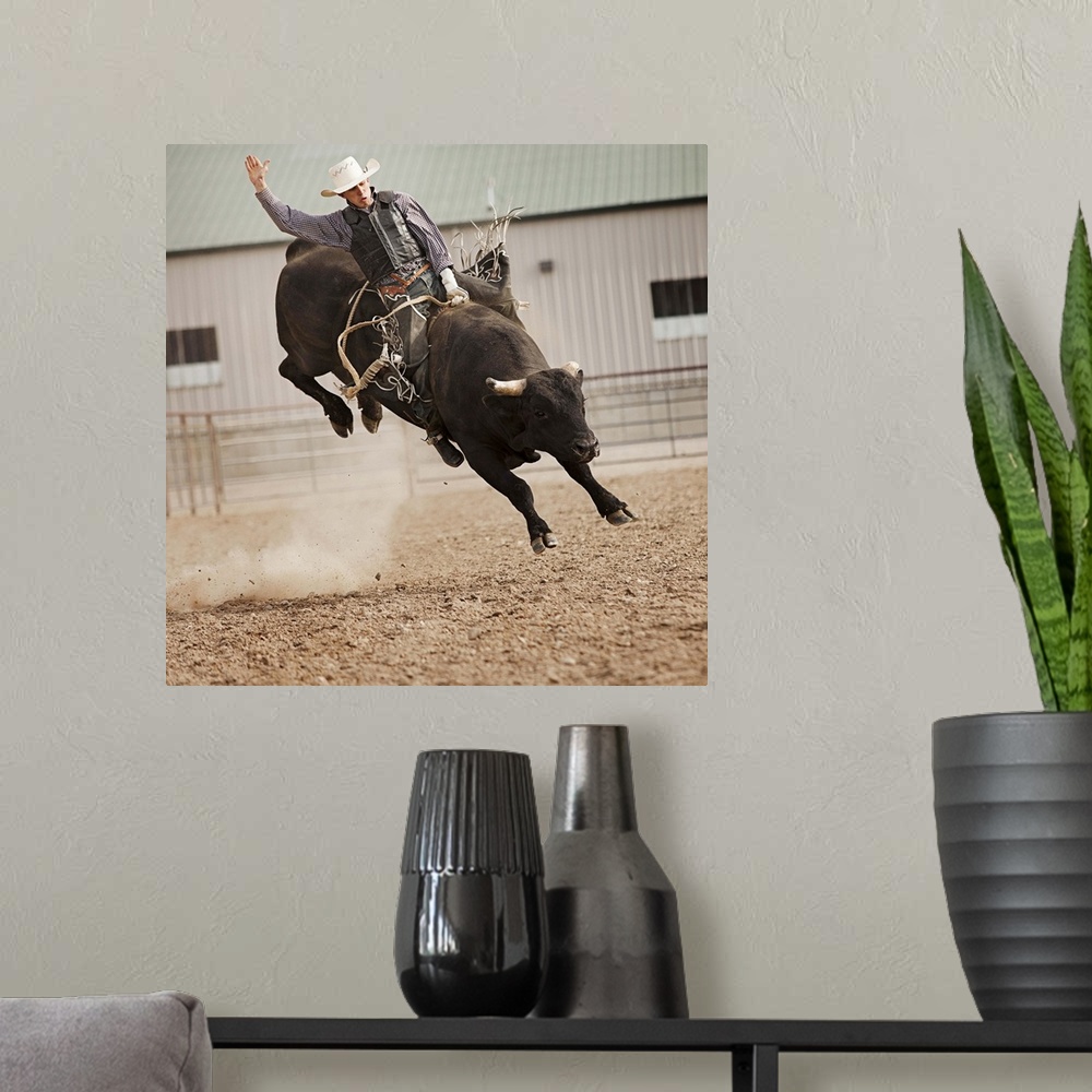 A modern room featuring USA, Utah, Highland, Bull rider during rodeo