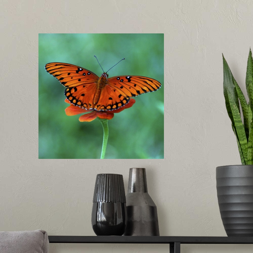 A modern room featuring Butterfly on Zinnia