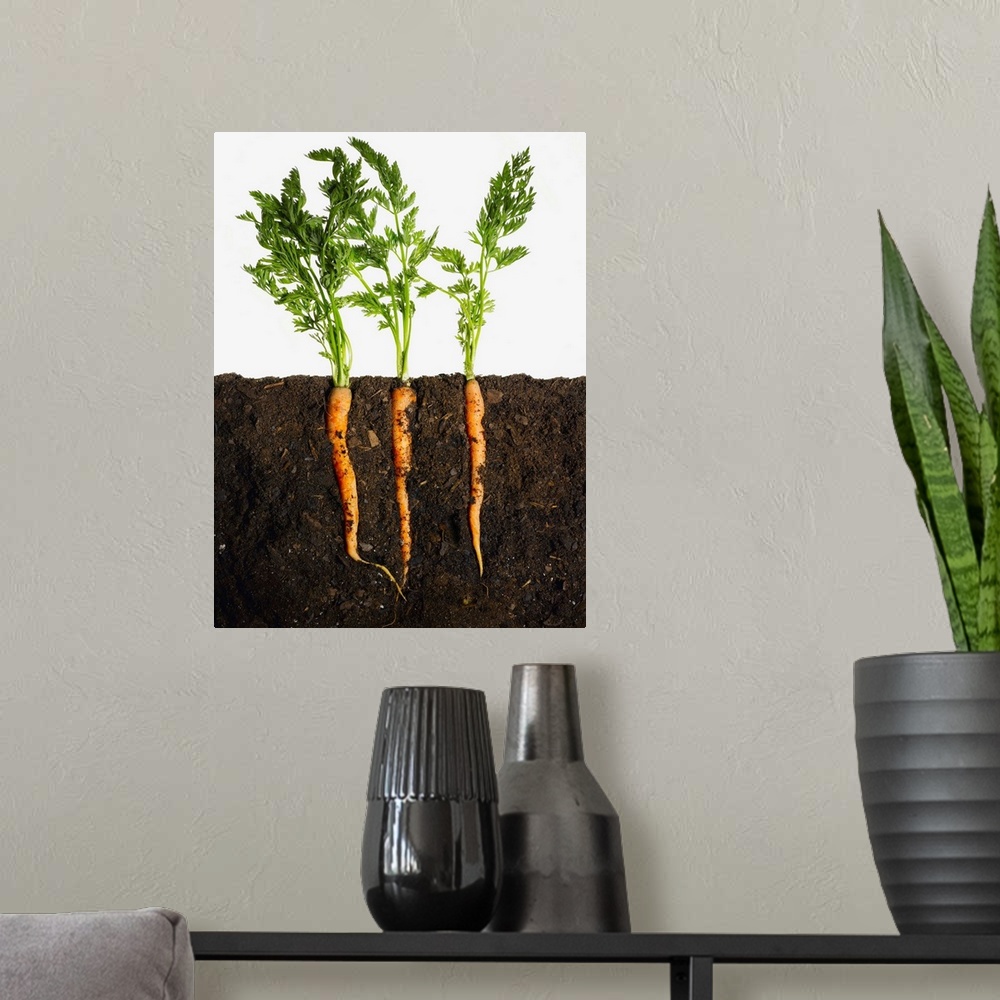 A modern room featuring Carrots In Dirt
