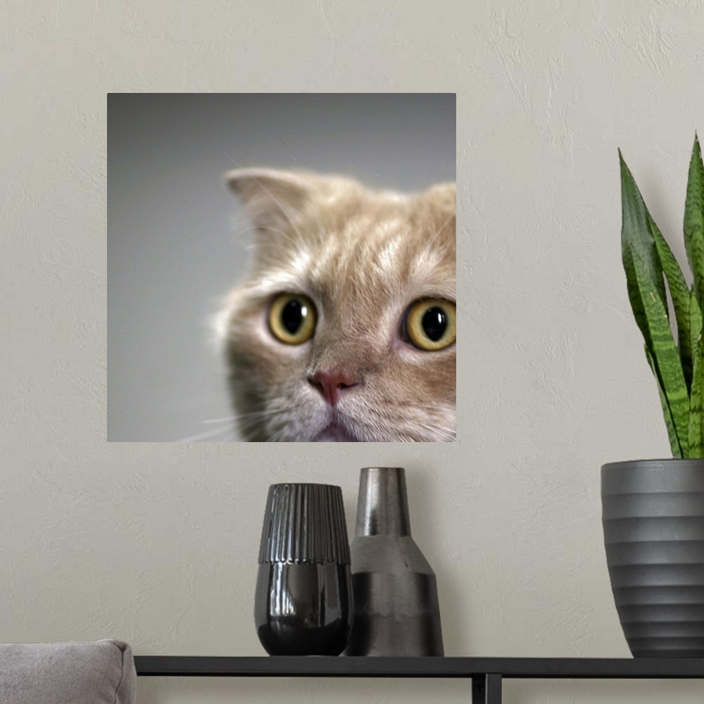 A modern room featuring Cat head with watchful eyes with clear background.