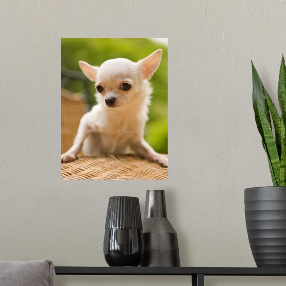 A modern room featuring Chihuahua on rattan furniture