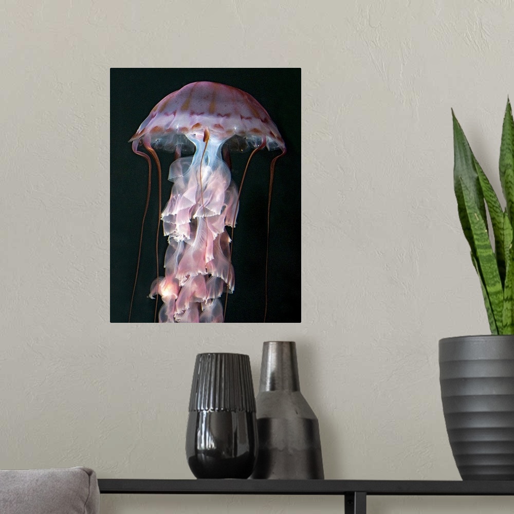 A modern room featuring Juvenile jellyfish, Chrysaora (Pelagia) colorata. Purple-striped Jellyfish  Phylum Cnidaria ; Cla...