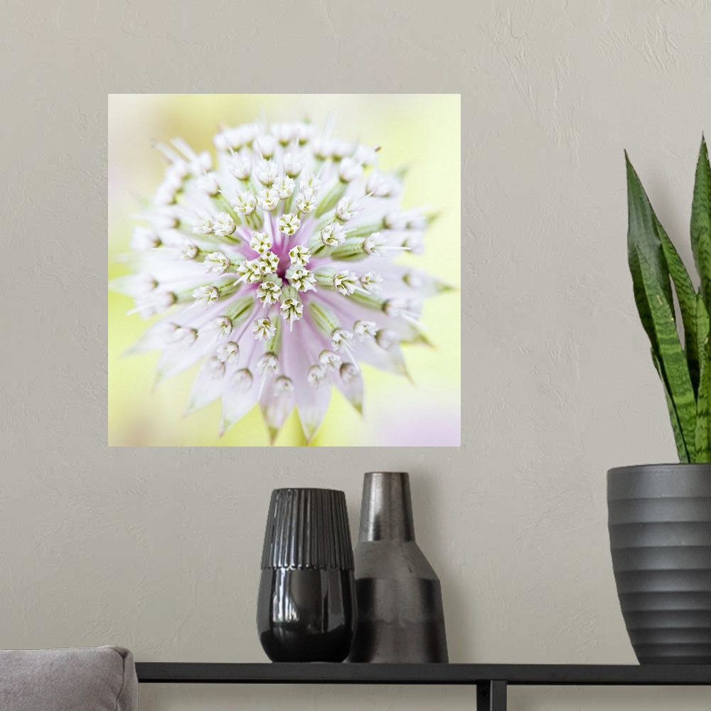 A modern room featuring Close up full frame image of an Astrantia major flower.