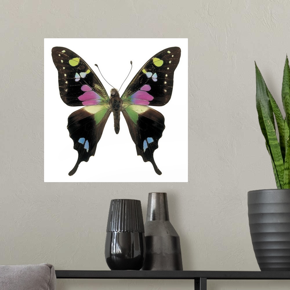 A modern room featuring Close-up of a graphium butterfly