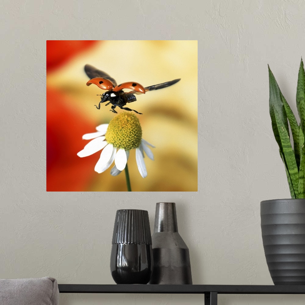 A modern room featuring Close-up of ladybird flying over flower